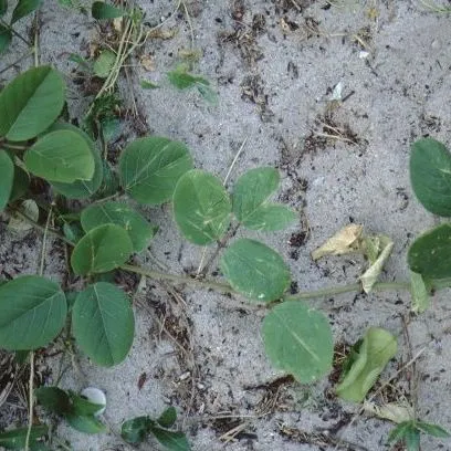 thumbnail for publication: Canavalia maritima Beach Bean, Bay Bean